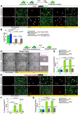 Antagonism Between DUX4 and DUX4c Highlights a Pathomechanism Operating Through β-Catenin in Facioscapulohumeral Muscular Dystrophy